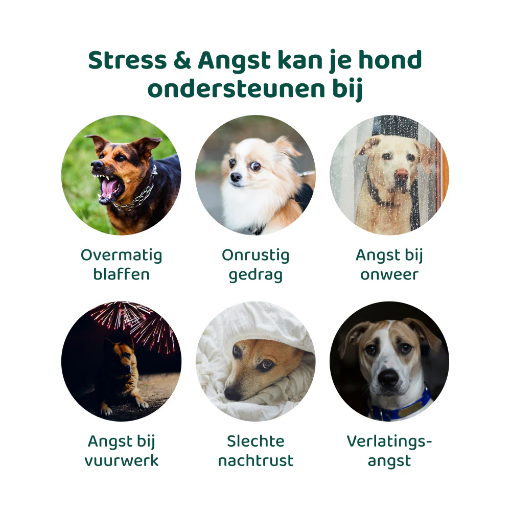 Productafbeelding 6